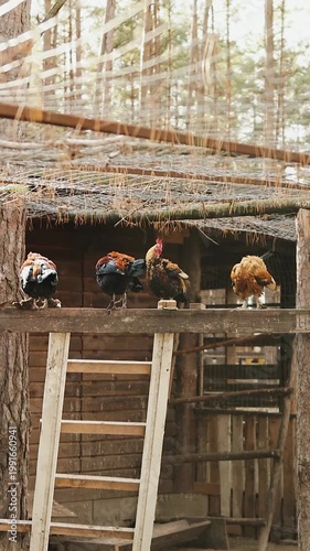 Vertical video. Roosting roosters on wooden coop, rustic pine forest backdrop with ladder leaning against coop, mixed plumage