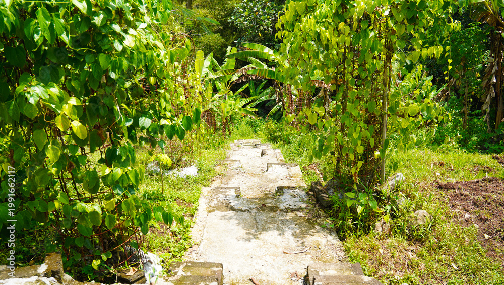 Fototapeta premium Rustic stone pathway leading through a dense tropical thicket in a sunny garden