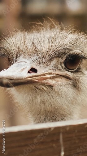 Vertical video. Curious ostrich peek over wooden fence, textured beak and soft feathers, warm light, humorous expression,