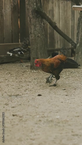 Brown rooster pecking dusty yard male rooster patrols wooden coop near tree, cautious steps over dirt, earthy