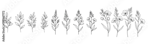 Botanical line art: elegant wildflowers and leaves in black and white