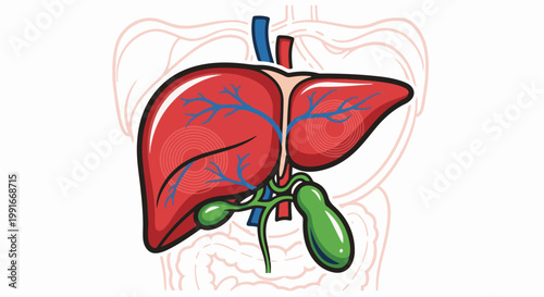 Anatomical illustration of the human liver with blood vessels and gallbladder