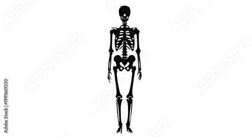 Human skeleton standing isolated on white background, full body view, medical anatomy illustration