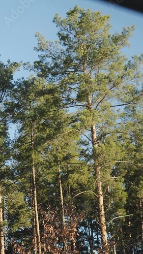Vertical video. Sunlit pine trees through car window, tall evergreen pines bathed in golden afternoon light against clear blue