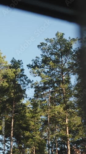 Vertical video. Green canopy through open window midday. Bright blue sky and sunlit needles, crisp branches swaying in breeze,