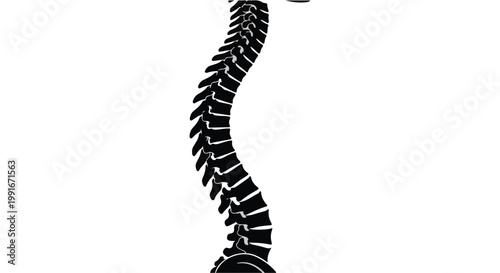 Human spine anatomy medical illustration, detailed black and white skeletal structure, back health concept, spine column, vertebrae, skeletal system