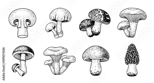 Tableau sur toile Vintage botanical illustration of diverse mushroom species in black and white