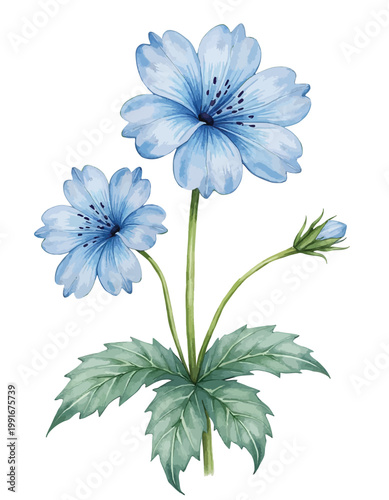 Blue poppy flowers with green stem and leaves