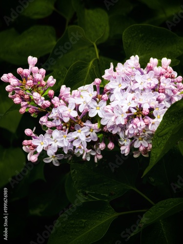Macro shot of soft purple lilac blossoms in full bloom. The image captures the delicate details of the flowers against a moody, dark green foliage background. 