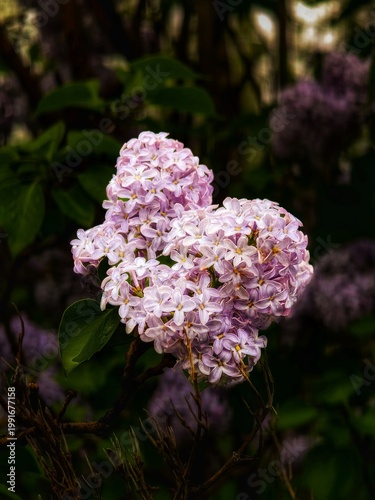Macro shot of soft purple lilac blossoms in full bloom. The image captures the delicate details of the flowers against a moody, dark green foliage background. 