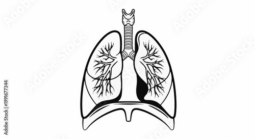 Artistic rendering of the human respiratory system with trachea and diaphragm