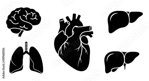 Human Body Organs - Brain, Heart, Lungs, and Liver Silhouettes.