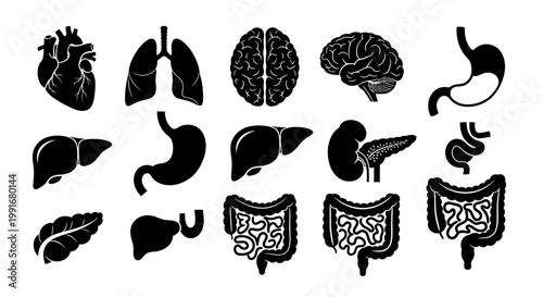 Human Body Organs Silhouettes - Anatomical Illustrations of Vital Systems.