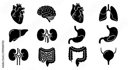 Human Body Internal Organs Silhouettes - Heart, Brain, Lungs, Liver, Kidneys, Stomach, Bladder.