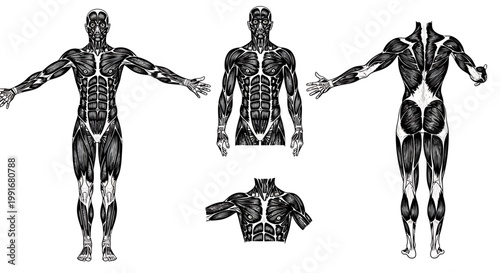 Human Body Muscle Anatomy Illustration.