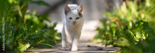 Valokuva White cat walking gracefully across a surface, showcasing elegant movement, curiosity, and the natural poise of a domestic feline in motion