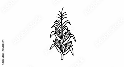 Stylized illustration of a corn stalk with multiple ears of corn