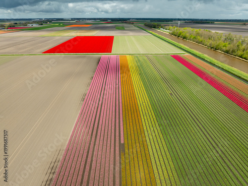 Photos blooming tulip fields