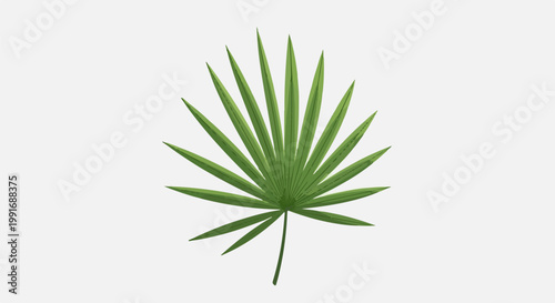 Green palm frond spread out against a light gray background