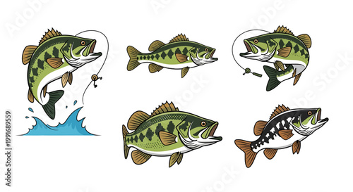 Large mouth bass fish swimming jumping.