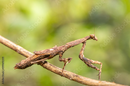An African stick mantis (Popa spurca), also known as an African twig mantis, displaying its beautiful camouflage on a branch in KwaZulu-Natal, South Africa