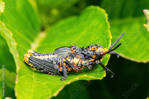 Koppie foam grasshopper (Dictyophorus spumans), also known as a rooibaadjie, or African foam grasshopper, in KwaZulu-Natal, South Africa