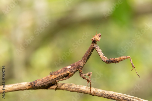 An African stick mantis (Popa spurca), also known as an African twig mantis, displaying its beautiful camouflage on a branch in KwaZulu-Natal, South Africa