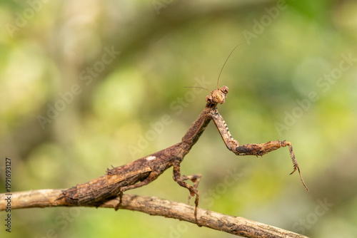An African stick mantis (Popa spurca), also known as an African twig mantis, displaying its beautiful camouflage on a branch in KwaZulu-Natal, South Africa