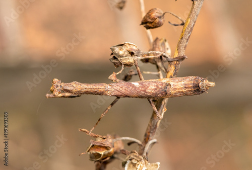 An African stick mantis (Popa spurca), also known as an African twig mantis, displaying its beautiful camouflage on a branch in KwaZulu-Natal, South Africa