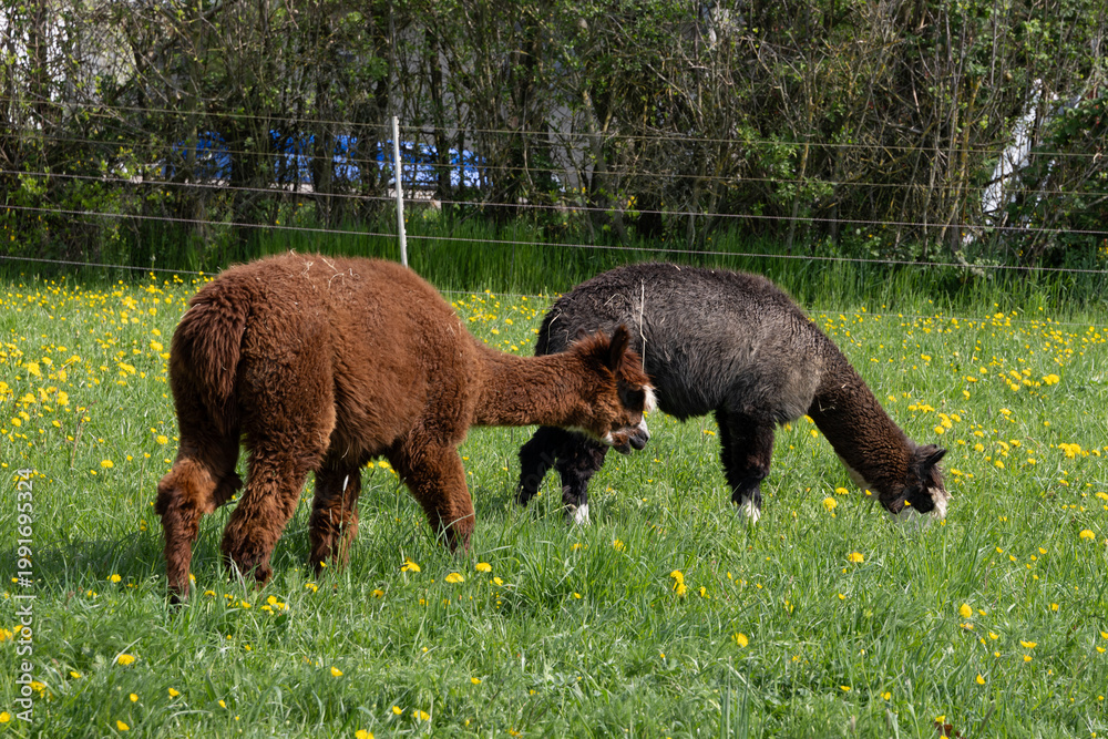 Fototapeta premium alpaka tier natur lama