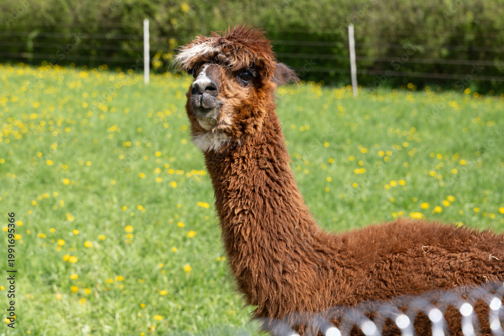 Fototapeta premium alpaka tier natur lama