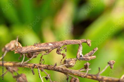 An African stick mantis (Popa spurca), also known as an African twig mantis, displaying its beautiful camouflage on a branch in KwaZulu-Natal, South Africa