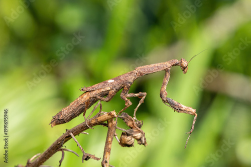 An African stick mantis (Popa spurca), also known as an African twig mantis, displaying its beautiful camouflage on a branch in KwaZulu-Natal, South Africa