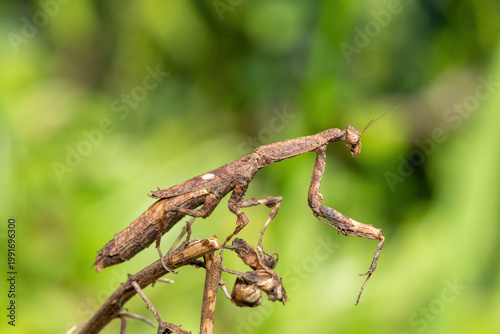 An African stick mantis (Popa spurca), also known as an African twig mantis, displaying its beautiful camouflage on a branch in KwaZulu-Natal, South Africa