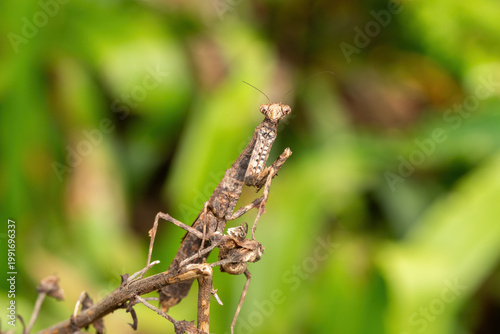 An African stick mantis (Popa spurca), also known as an African twig mantis, displaying its beautiful camouflage on a branch in KwaZulu-Natal, South Africa
