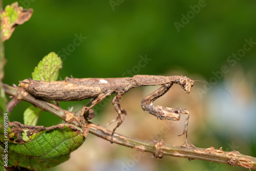 An African stick mantis (Popa spurca), also known as an African twig mantis, displaying its beautiful camouflage on a branch in KwaZulu-Natal, South Africa