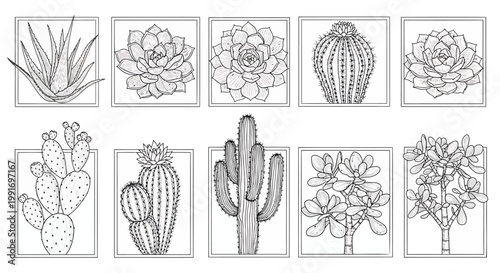 Cactus, succulent, and aloe vera illustrations, black and white, 10 piece vector set