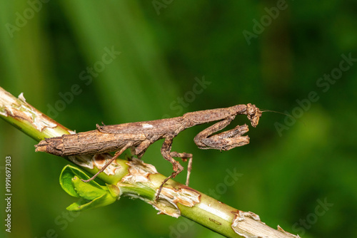 An African stick mantis (Popa spurca), also known as an African twig mantis, displaying its beautiful camouflage on a branch in KwaZulu-Natal, South Africa