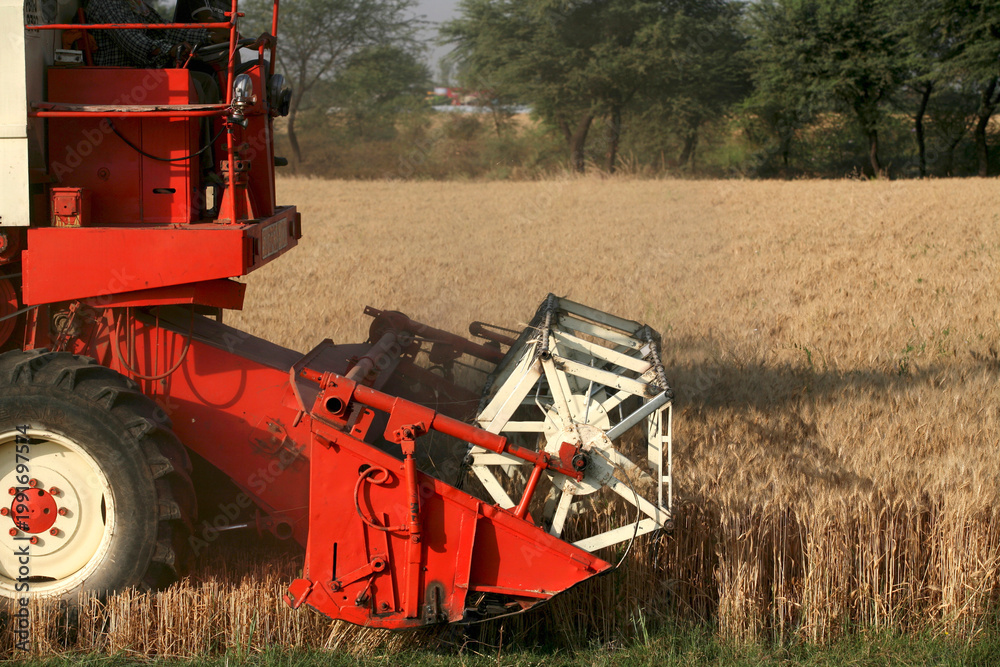 Obraz premium combine harvester working on a field