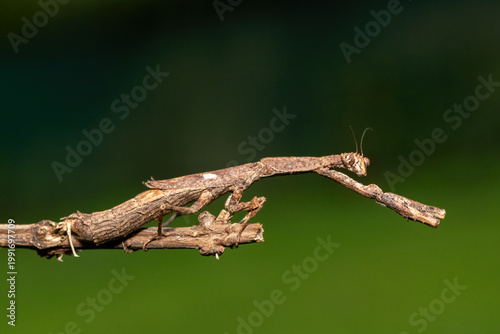 An African stick mantis (Popa spurca), also known as an African twig mantis, displaying its beautiful camouflage on a branch in KwaZulu-Natal, South Africa