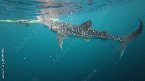 바다 속에서 본 고래상어