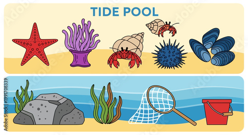 Illustration of tide pool marine life and beach exploration tools