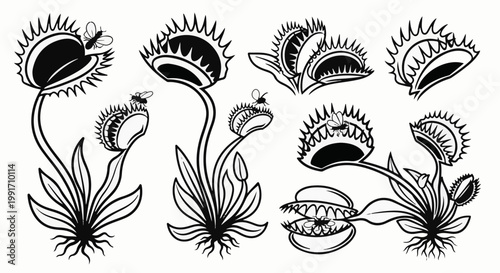 A collection of black and white line art illustrations of Venus flytraps capturing insects