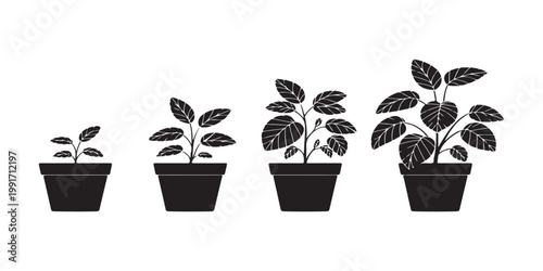 Four black potted plants with white details