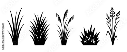 Black grass silhouette vector set, wild meadow plant icons, botanical reed and pampas grass elements, minimalist field vegetation for landscape design