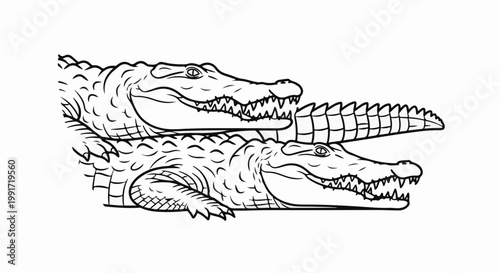 Two alligators with sharp teeth and scaled bodies are depicted in black and white outline