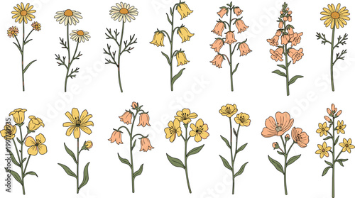 Colorful Bird Species Vector Collection with Cardinals, Sparrows, Crows, Owls, and Songbirds for Wildlife Illustration, Nature Education, and Ornithology DesignColorful Bird Species V