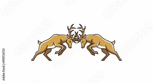 Two deer with locked antlers on a white background