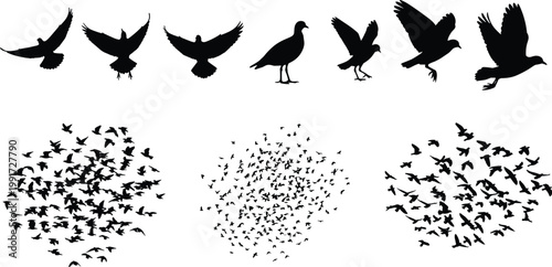 Collection of bird silhouettes in flight and flock formations, flying pigeons and birds set, wildlife concept, freedom symbol, black and white illustration isolated