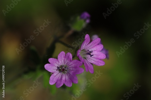 Konstfotografi fleurs mauves